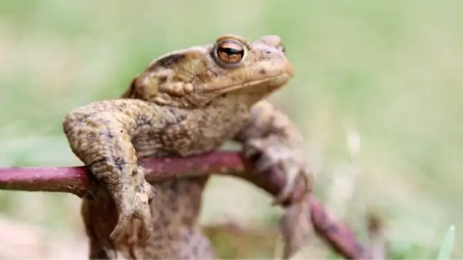How Long Can Frogs Go Without Food Or Water [Answered]