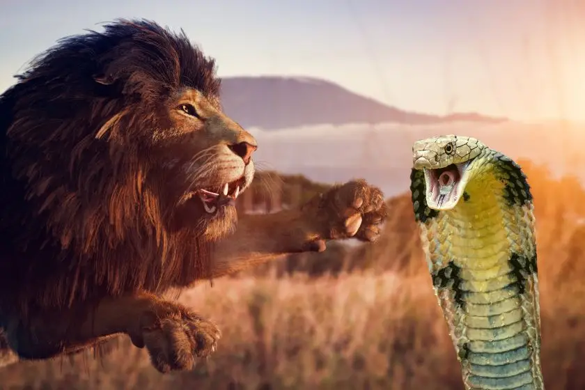 lion vs cobra