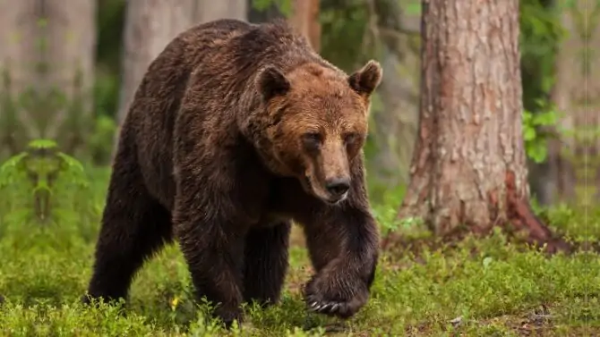 13 Most Dangerous Animals In Austria That Can Kill You