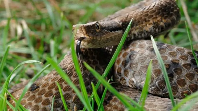 13 Most Dangerous Animals In Italy (Poisonous & Deadly) 13 Most Dangerous Animals In Italy (Poisonous & Deadly)