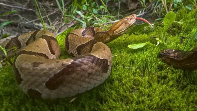 10 Most Dangerous Animals In Texas That Are Deadly