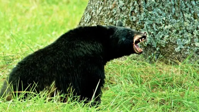 10 Most Dangerous Animals In Washington State (Deadly!) 10 Most Dangerous Animals In Washington State (Deadly!)