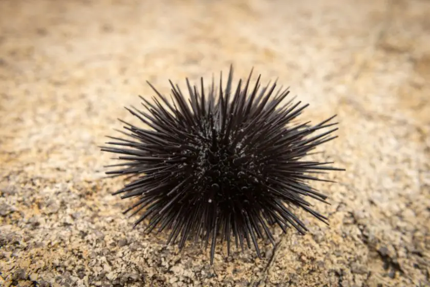 Sea Urchin (Echinoidea)