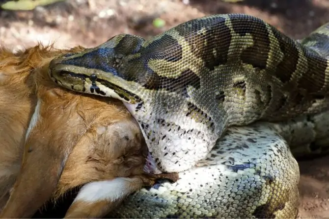 lion vs cobra