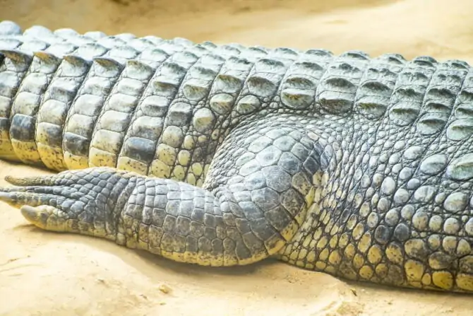 Do Alligators Shed Their Skin?