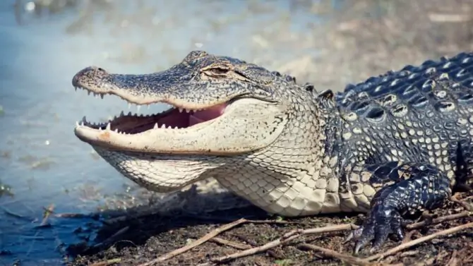 Are Alligators Bulletproof?