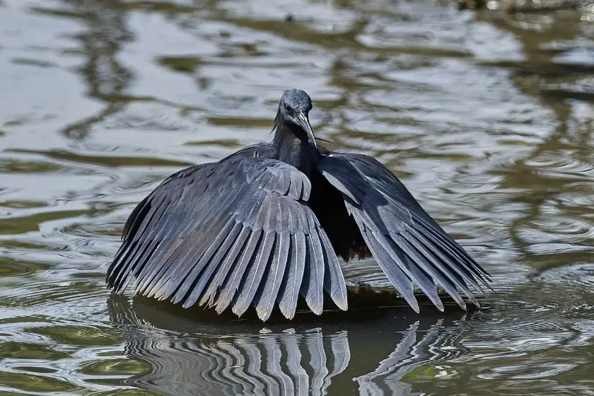 Black Heron Bird (Nycticorax nycticorax) Hunting in Lake
