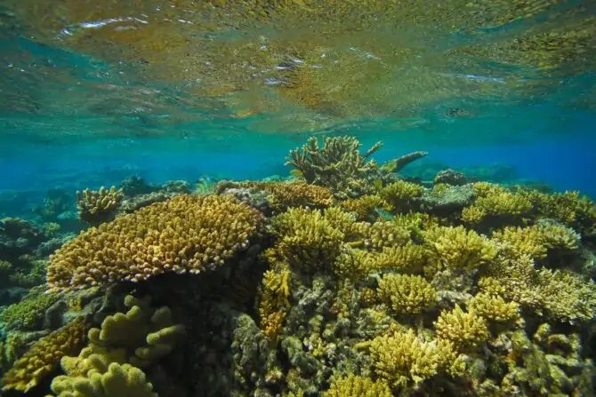 Body of Hard Coral (Scleractinia) Underwater