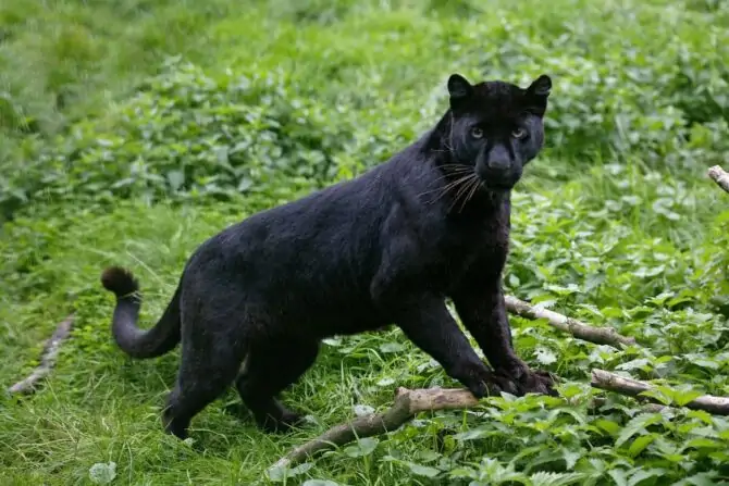 Close Up Black Panther (Panthera pardus) in Bush