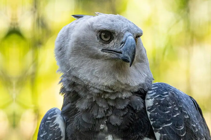 15 Harpy Eagle Facts (Most Powerful Eagle In The World)
