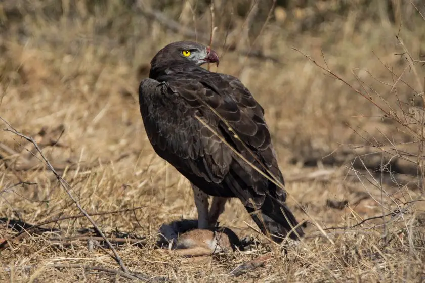 Crowned Eagle (Stephanoaetus coronatus) on a Rabbit Kill