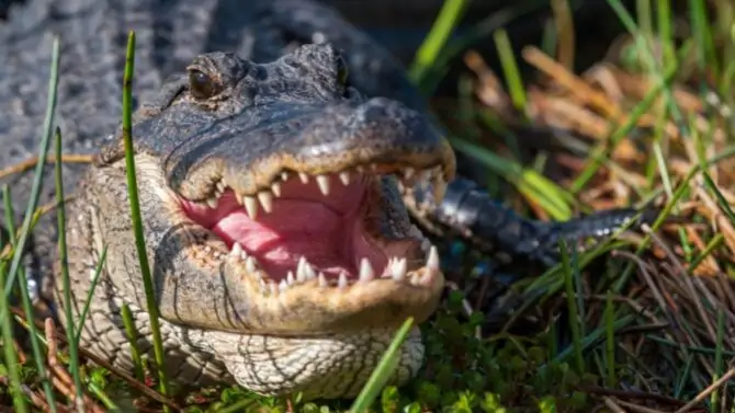 Do Alligators Have Tongues?