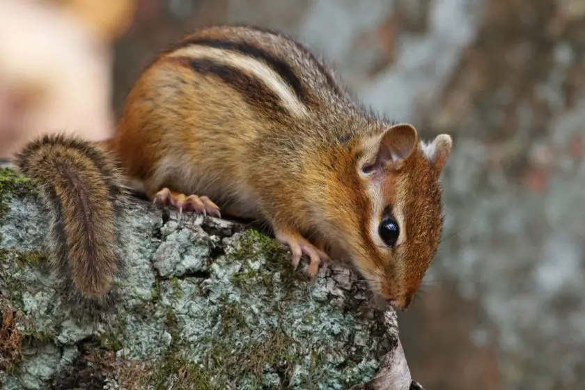 Eastern Chipmunk (Tamias striatus)
