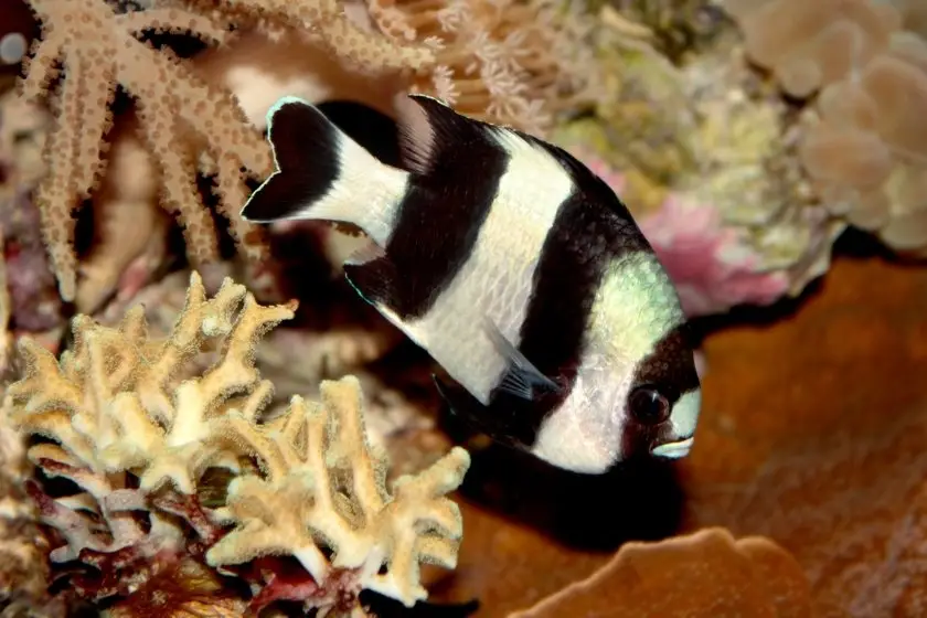 Four Stripe Damselfish (Dascyllus melanurus) Underwater