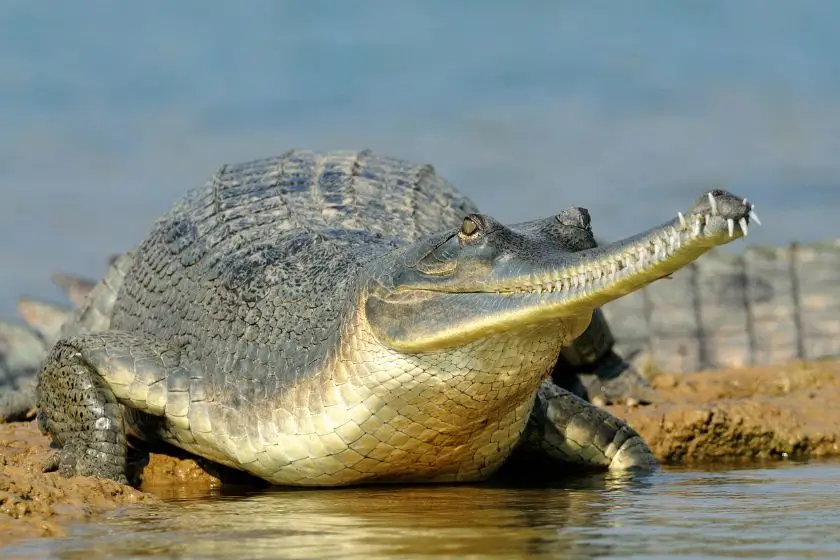 Gharial (Gavialis gangeticus) Up Close at the Water Edge