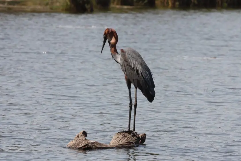 Goliath Heron (Ardea goliath) in Lake Panic Hide Hunting