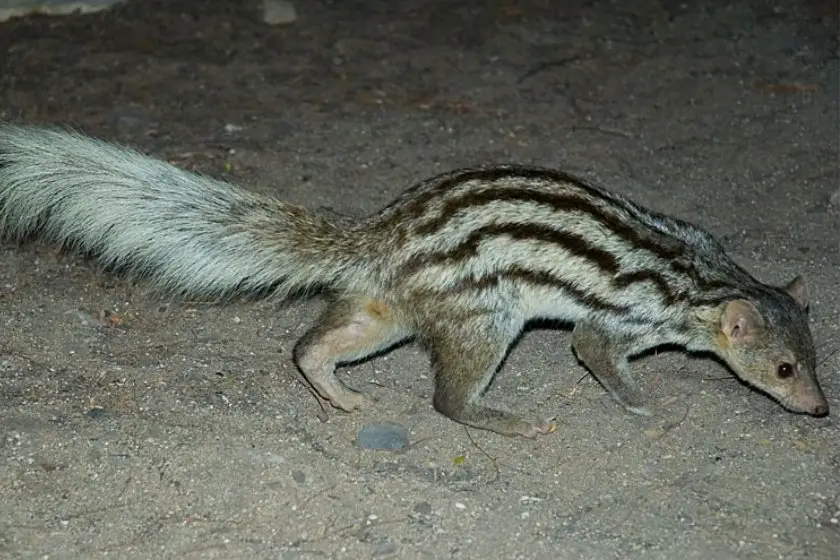 Grandidier's Mongoose (Galidictis grandidieri)