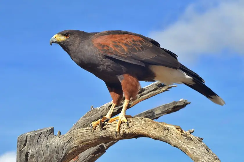 Harris's Hawk (Parabuteo unicinctus)