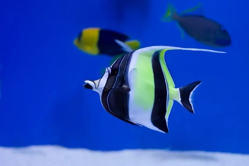 Moorish Idol Fish (Zanclus cornutus) in Aquarium