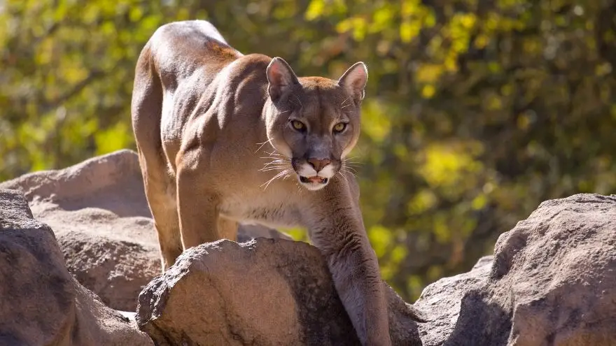 15 Most Dangerous Animals In The United States