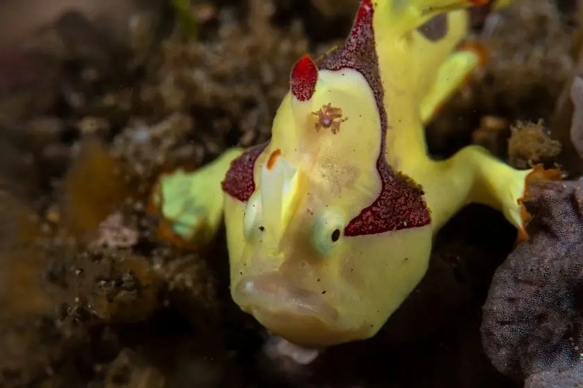 Painted Frogfish