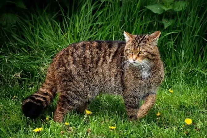 Scottish Wildcat (Felis silvestris) Standing on Grass