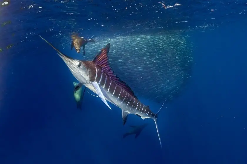 Striped Marlin (Kajikia audax) in Pacific Ocean