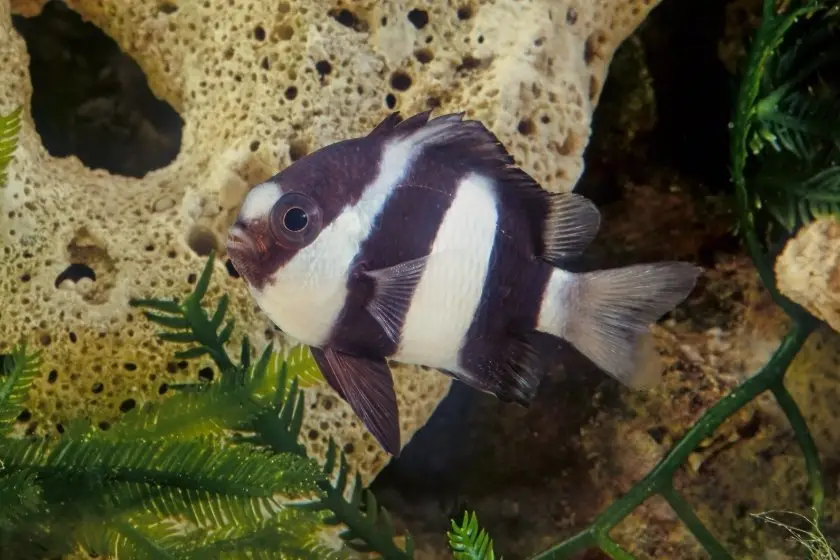 Threebar Dascyllus (Dascyllus aruanus) Swimming Underwater