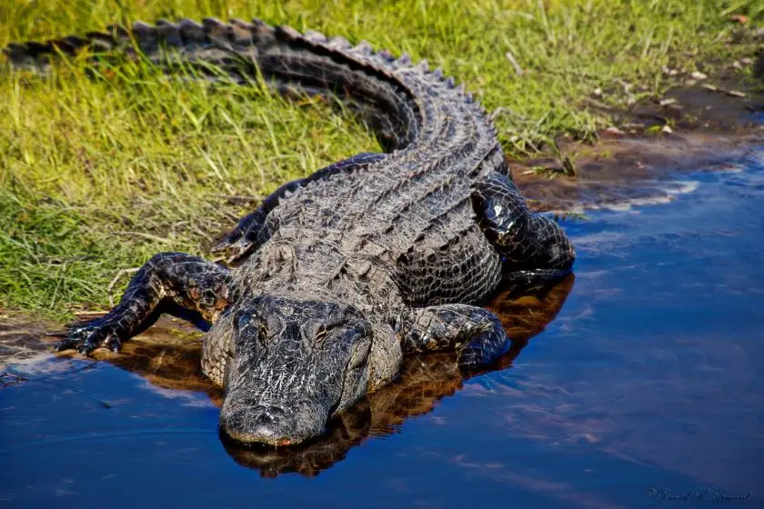 Up Close Mean-Looking Alligator at the Edge of Water