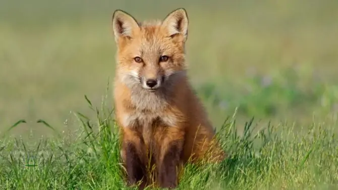 Foxes: Facts, Characteristics, Behavior, Diet, More