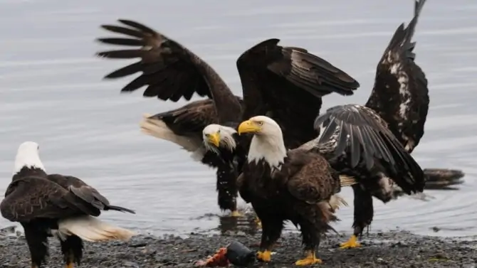 What is a Group of Eagles Called (Collective Nouns for Eagles)