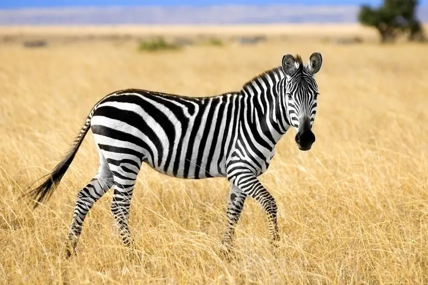 40 Animals With Stripes (List With Pictures & Facts)