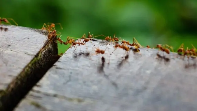 Ant Population - How Many Ants Are There In The World