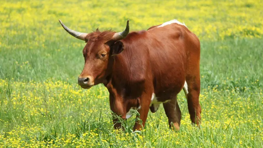 Cows: Facts, Characteristics, Behavior, Diet, More