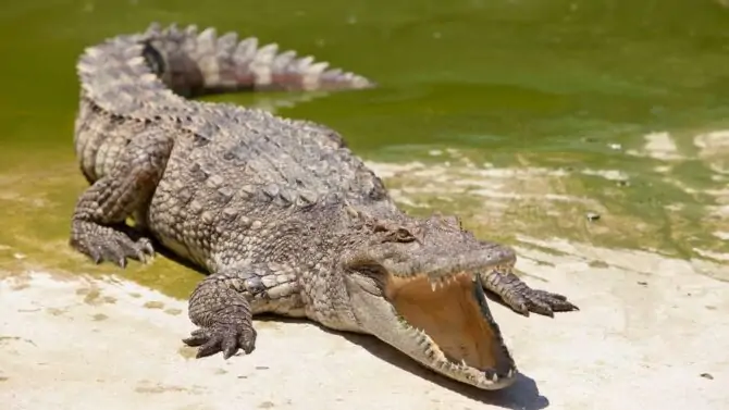 Crocodiles: Facts, Characteristics, Behavior, Diet