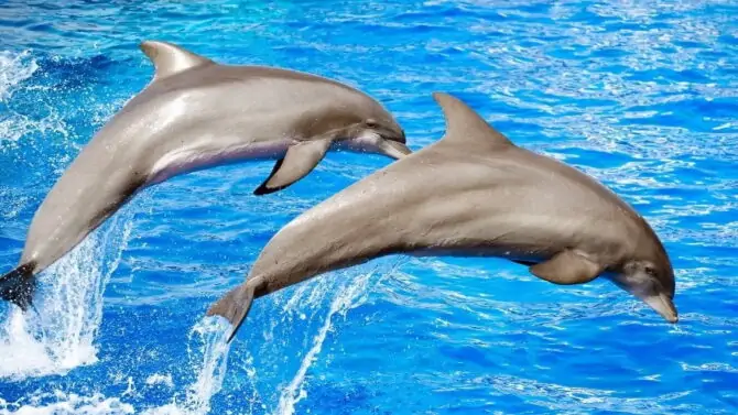 Dolphins: Facts, Characteristics, Behavior, Diet, More