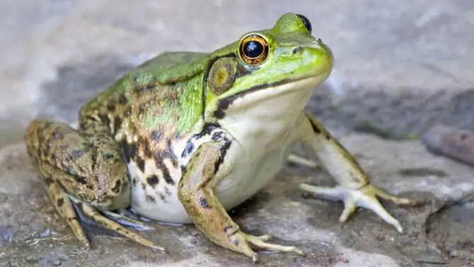 Frogs: Facts, Characteristics, Behavior, Diet, More