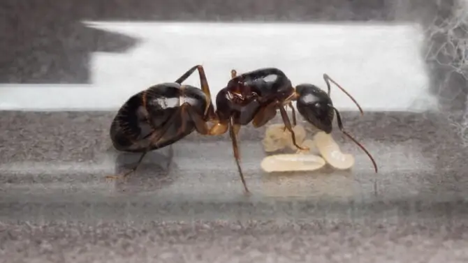 How Are Queen Ants Born and How Do They Become Queen