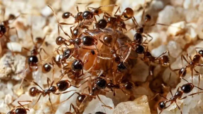 How Do Ants Reproduce (Mating, Reproduction, and Life Cycle)