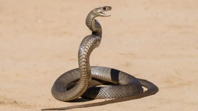 Species of Snakes That Stand Upright (With Pictures & Facts)