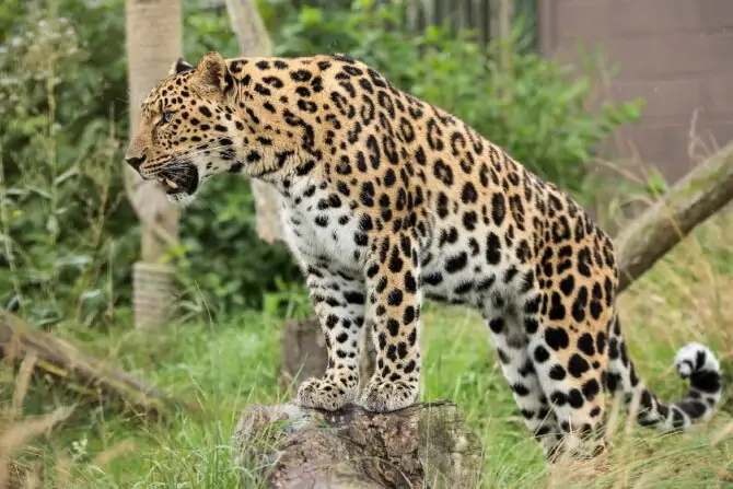 Man-Eaters: Top 15 Deadly Animals That Eat Humans