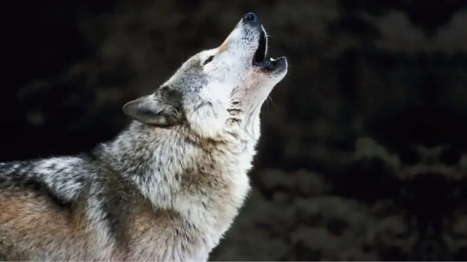 Do Wolves Bark Like Dogs? Why Do Wolves Howl At Night?