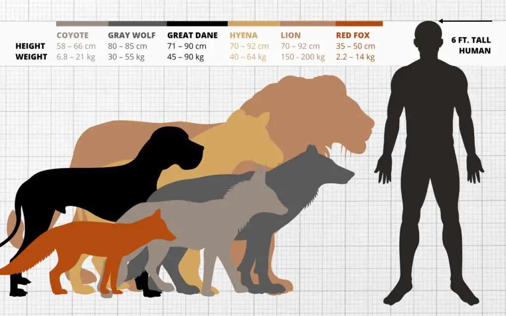 Wolf Size Comparison: How Big Are Wolves vs Dogs, Humans...?