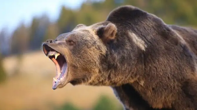 10 Most Dangerous Animals In Montana That Are Deadly