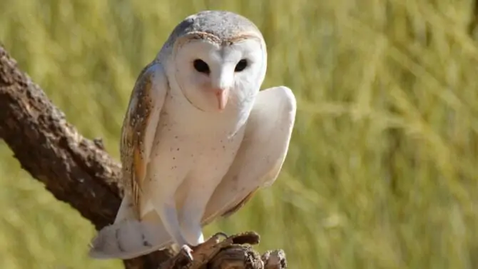 Owl Legs: Fascinating Facts You May Not Know (With Pictures)