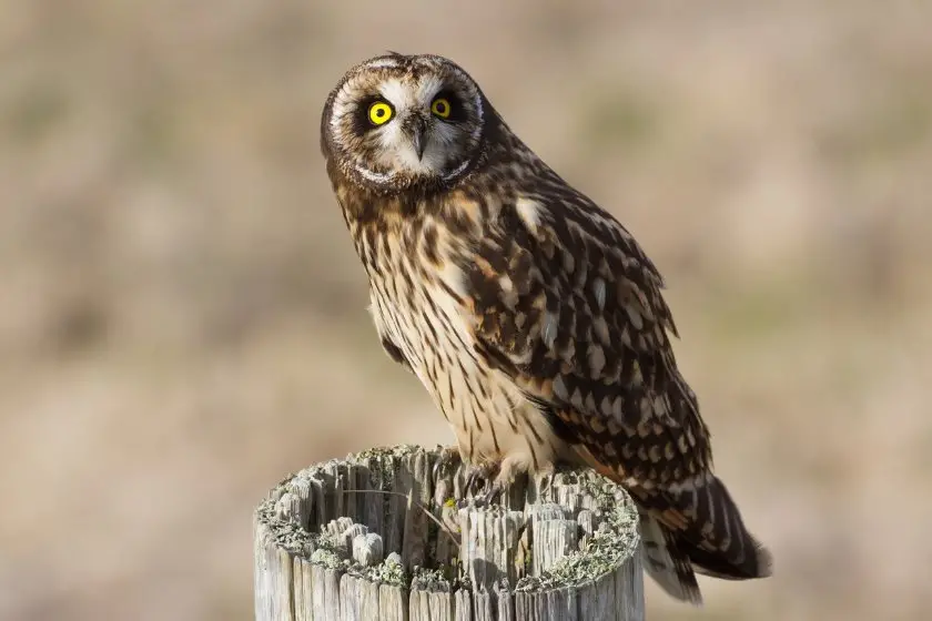 9 Owls In France (Species Identification, Facts & Pictures)