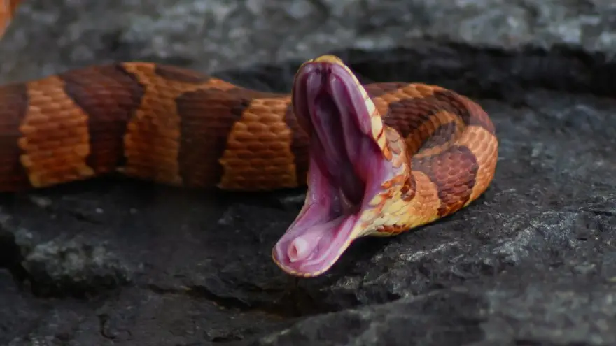 Species Of Snakes That Whistle (With Pictures & Facts)