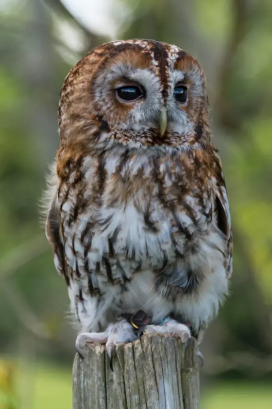 Tawny Owl (Strix aluco)