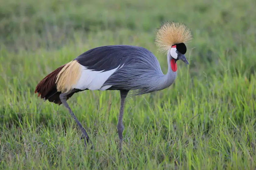 Grey Crowned Crane (Balearica regulorum)