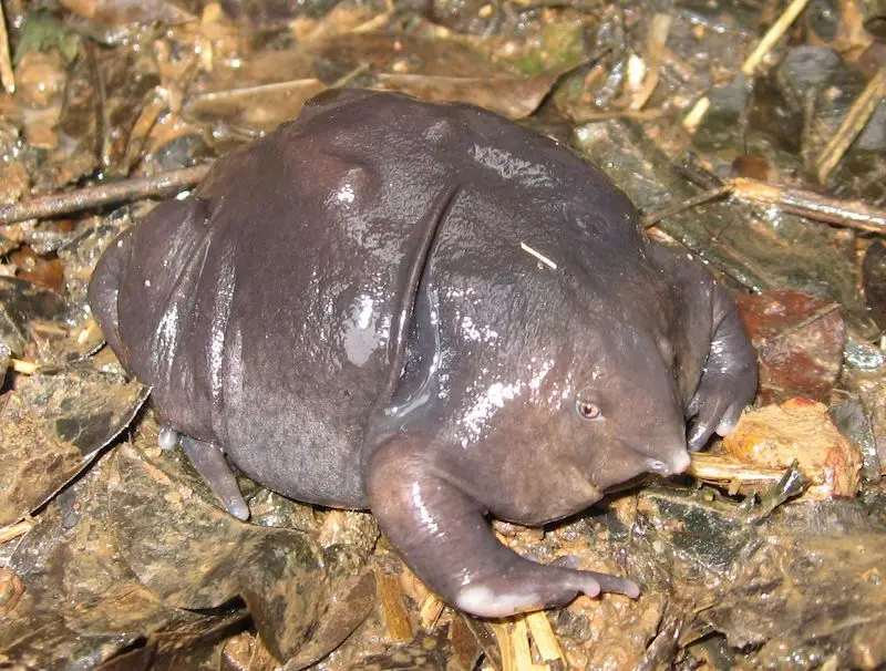 Indian Purple Frog (Nasikabatrachus sahyadrensis)